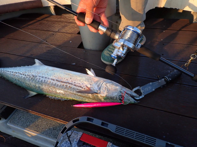 2022toka01jig62.JPG